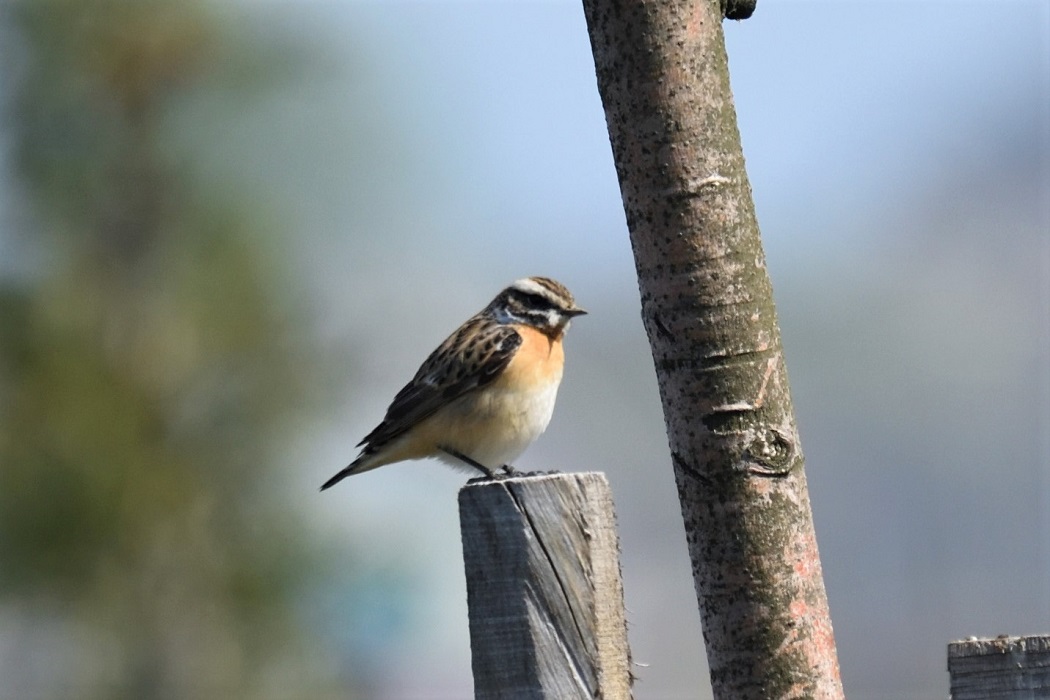 Whinchat